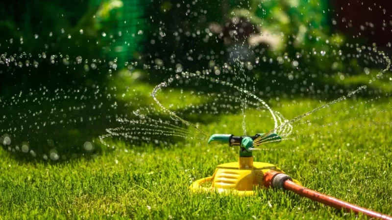 Best Time To Water Grass | 10 Amazing Things To Know